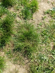 Juncus anthelatus