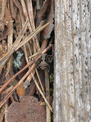 Thomisidae