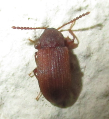 Gonocnemis