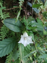 Tripterospermum taiwanense