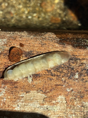 iNaturalist observation photo of Winged and Once-winged Insects