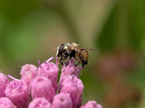 Copestylum tamaulipanum, 2026-08-21