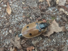 Dendroxena quadrimaculata