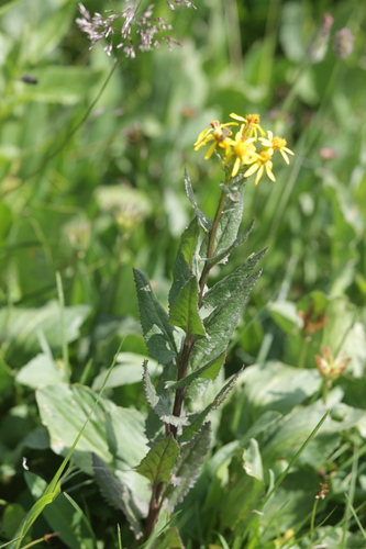 Senecio triangularis, photograph 3