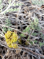 Lomatium foeniculaceum