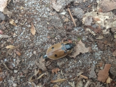 Dendroxena quadrimaculata