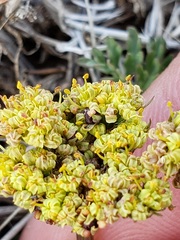 Lomatium foeniculaceum