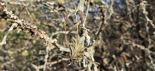 Tillandsia loliacea, photograph 2