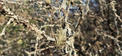 (c) Barry Stewart, some rights reserved (CC BY) Tillandsia loliacea, photograph (c) Barry Stewart, some rights reserved (CC BY)