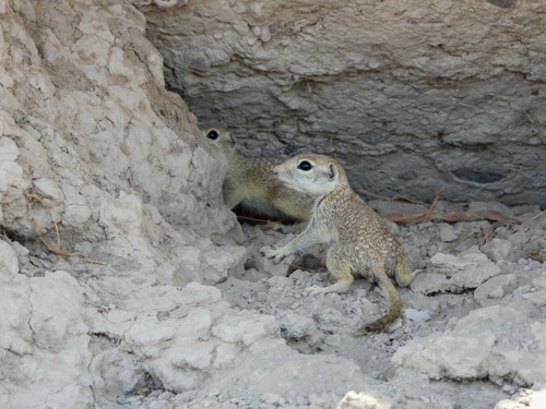 Ardillón punteado observed by mothito