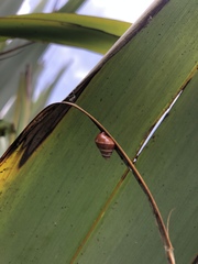 Partulina semicarinata