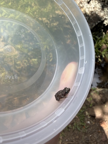Eleutherodactylus planirostris observed 2026-08-21