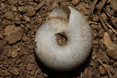 Euomphalia strigella