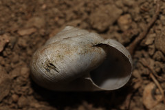 Euomphalia strigella