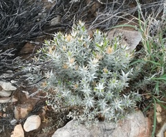 Macledium relhanioides