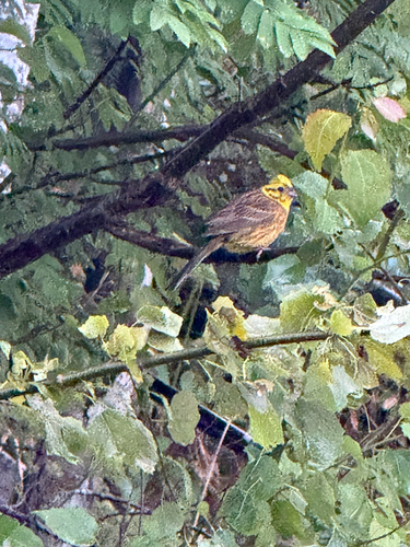 Yellowhammer