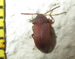Gonocnemis