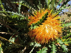 Banksia formosa