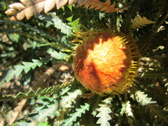 Banksia formosa