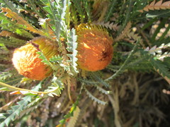 Banksia formosa
