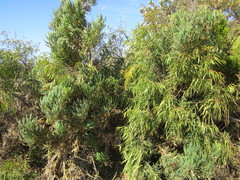 Banksia formosa