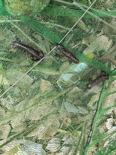 Common Yabby