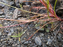 Microseris douglasii