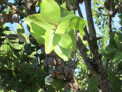 Hakea elliptica