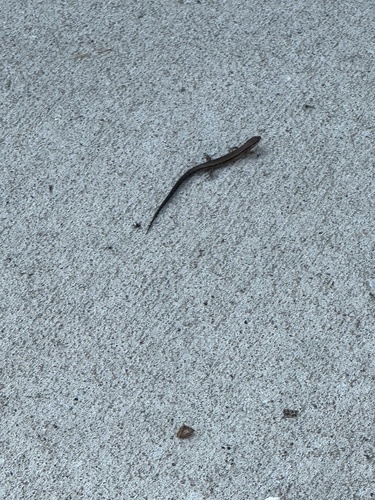 Little Brown Skink
