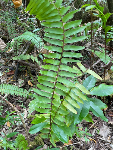 Nephrolepis brownii, photograph 1