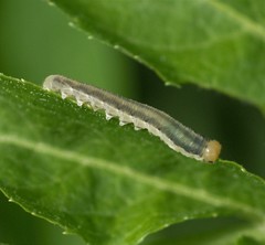 Macrophya albicincta