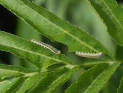 Macrophya albicincta