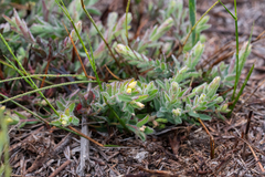 Gnidia humilis