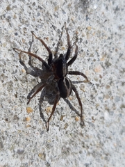 Araneae