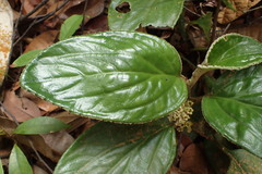 Pentaphragma ellipticum