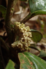 Pentaphragma ellipticum