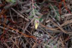 Gnidia humilis