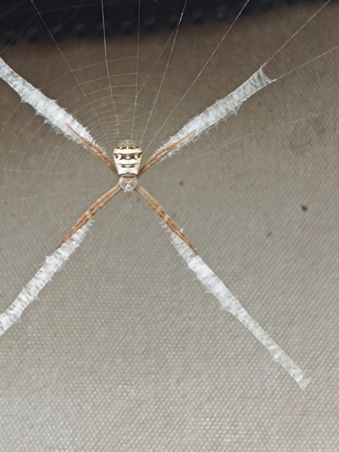 Saint Andrew's Cross Spider