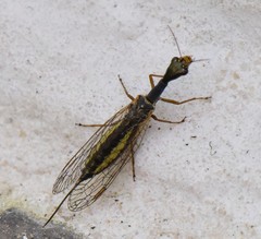 Raphidia