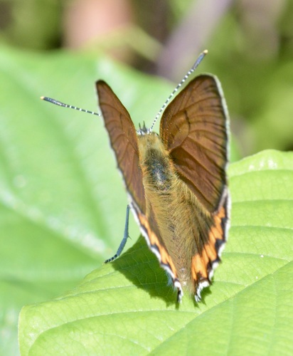 Bronze Copper photo 3
