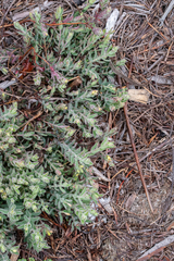 Gnidia humilis