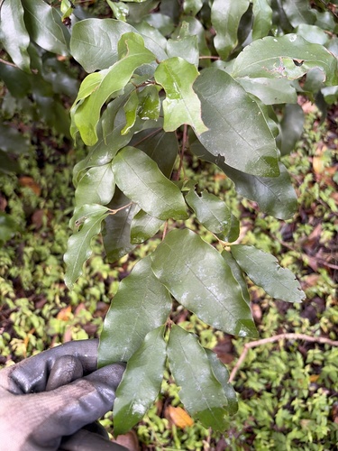 Dissiliaria baloghioides observed 2026-08-19