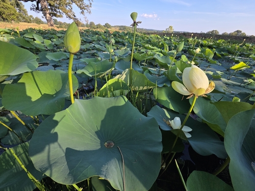 American lotus