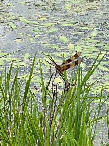 Halloween Pennant