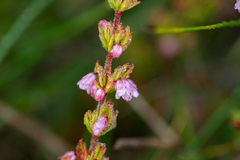 Erica autumnalis