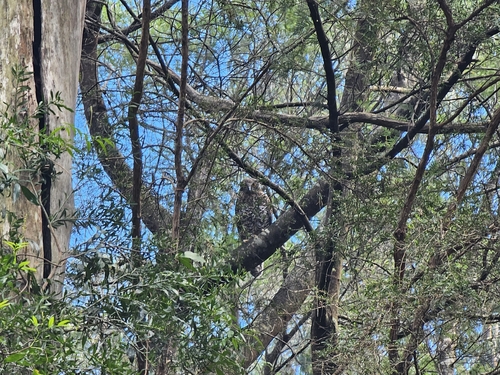 Powerful Owl