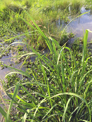 Zizaniopsis miliacea