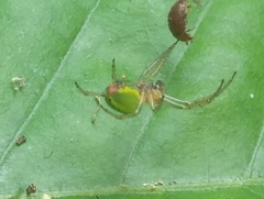 Araniella cucurbitina