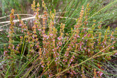 Erica autumnalis