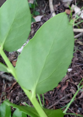 Griselinia scandens